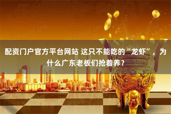 配资门户官方平台网站 这只不能吃的“龙虾”，为什么广东老板们抢着养？